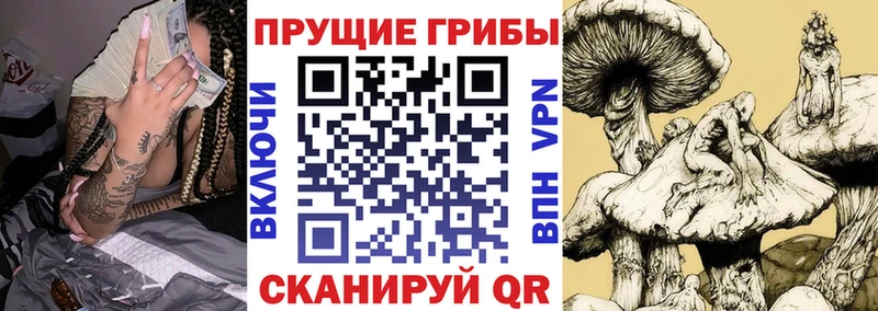 кракен ссылки  Шлиссельбург  Псилоцибиновые грибы прущие грибы 